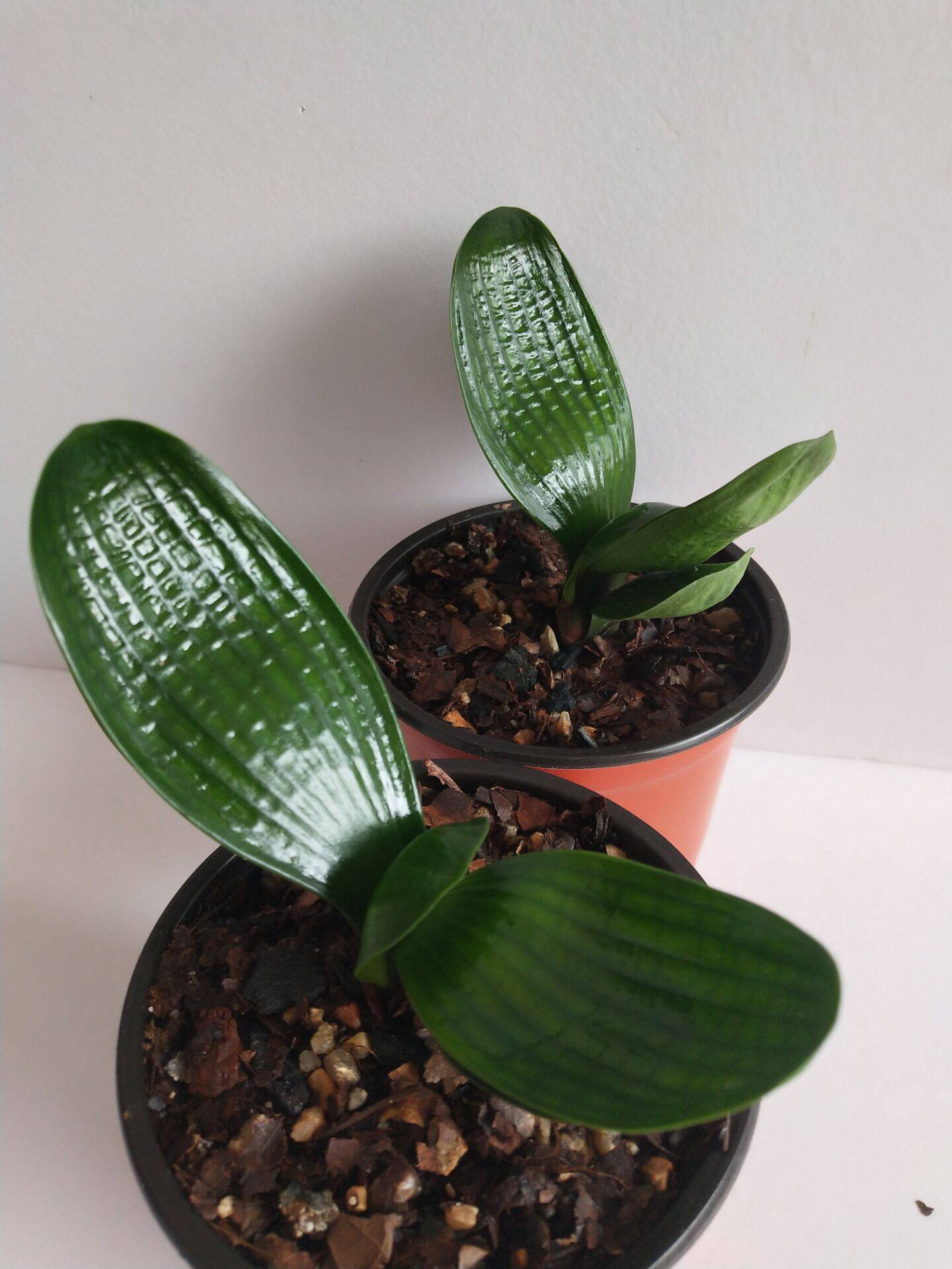 精品麻脸长春君子兰珍珠虎头年生宽叶阳台绿植绿植