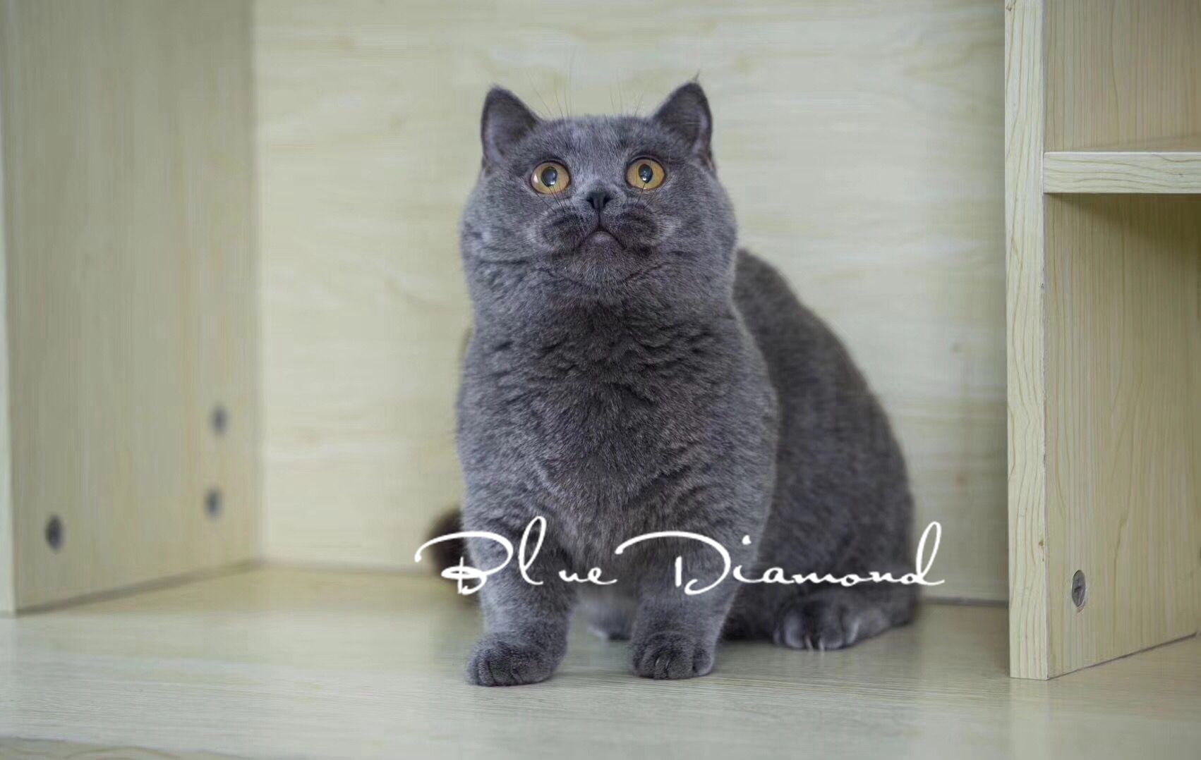 曼基康矮脚猫幼猫活体猫拿破仑矮脚猫纯蓝矮脚猫蓝猫