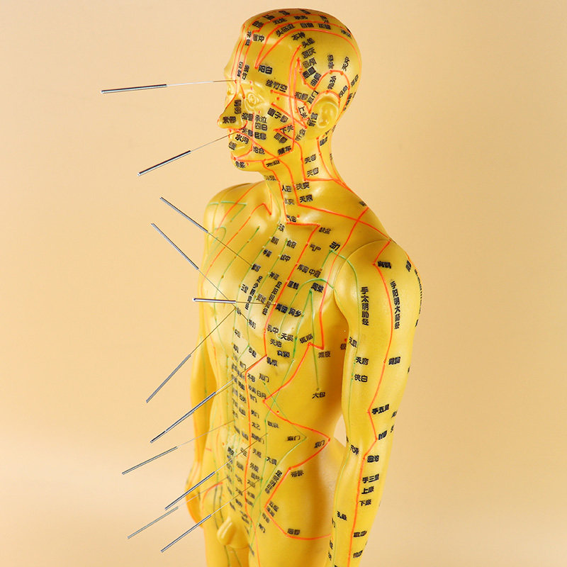 高清人体针灸经络穴位模型软料可扎针练习针灸按摩教学50cm男性