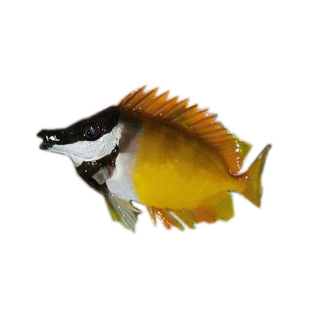 快递海水黄狐狸狐狸水缸活体新手闯缸机场均可鱼