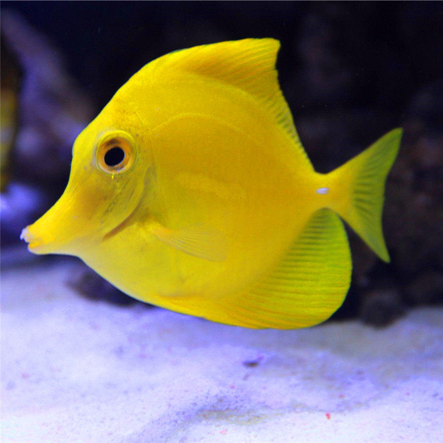 珊瑚水族活体海水鱼观赏小丑黄金吊单条可发死亡包赔渔场