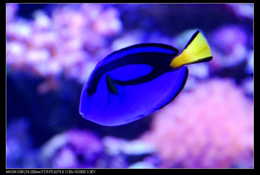 快递渔场蓝吊海水活体食藻新手闯缸机场均可鱼