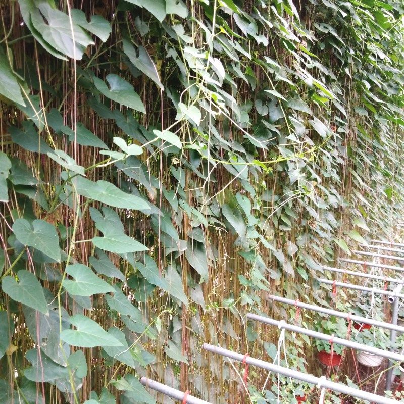 爬藤富贵盆栽锦屏藤苗珠帘植物阳台庭院一帘幽梦绿植