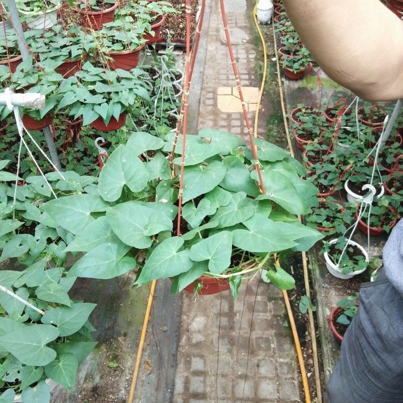 爬藤富贵盆栽锦屏藤苗珠帘植物阳台庭院一帘幽梦绿植