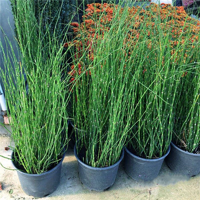 木贼观赏水陆造景笔杆水池植物笔管常绿四季绿植