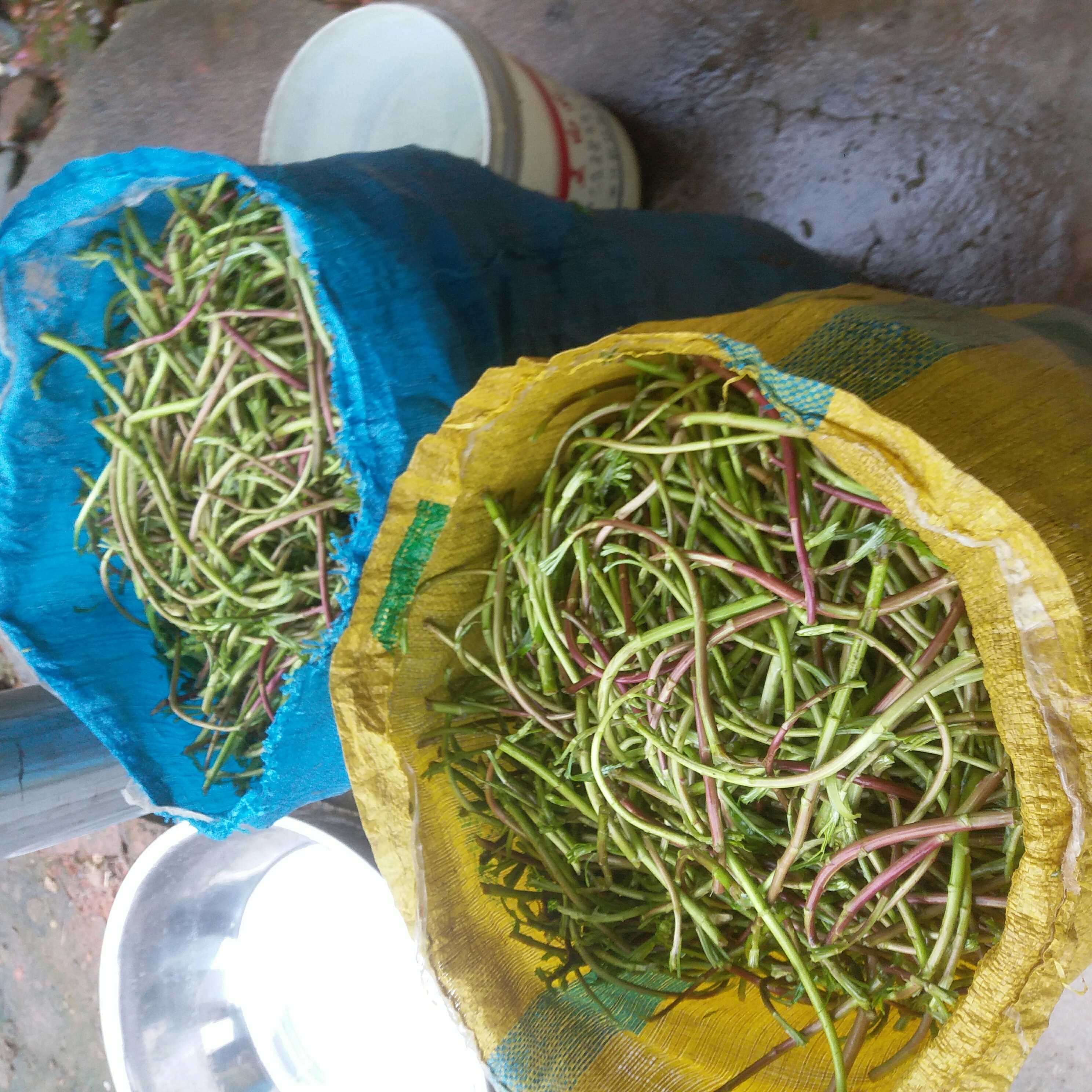 包邮正宗鄱阳湖藜蒿新鲜野生红梗藜蒿芦蒿泥蒿去根叶现摘现发3斤
