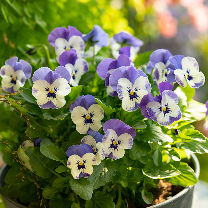 虹越花期新品边角皱边盆栽爆花角堇草花花园花卉