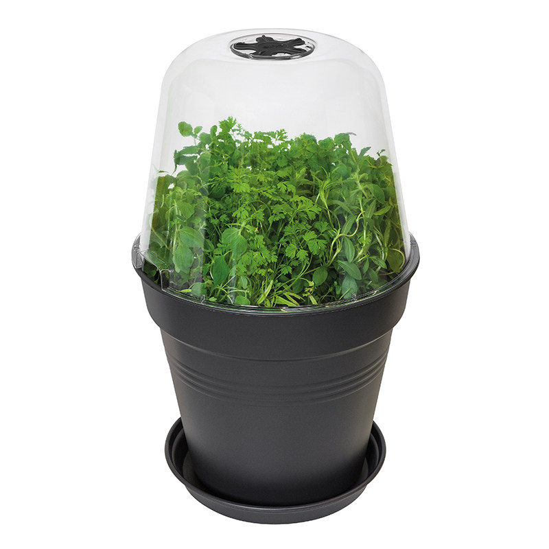 elho种菜营养钵豆苗种植盘发芽盆育苗盆塑料种子菜苗培育托盘家用