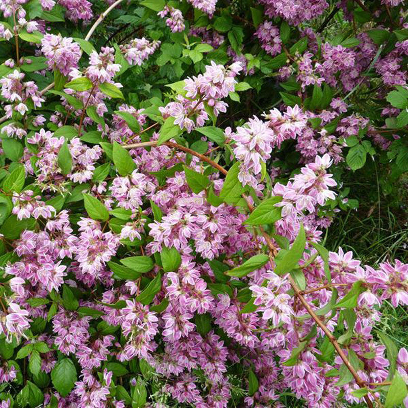 虹越花灌木夏樱花溲疏盆栽草莓田雪樱花粉铃铛花园庭院种植