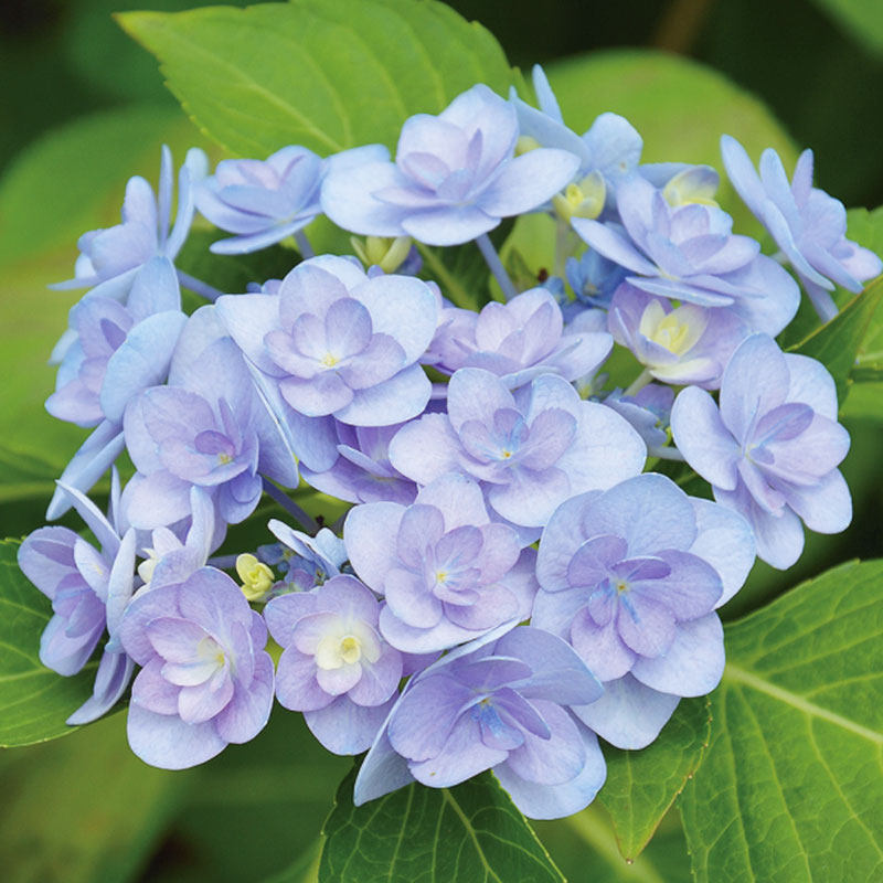 【大花绣球重瓣系列】虹越阳台庭院观花重瓣花手鞠花神绣球花