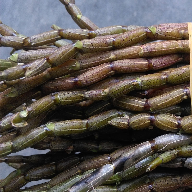 精选云南铁皮石斛鲜老条四年新鲜石斛500g新鲜仿野生霍山滋补枫斗