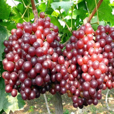 葡萄树苗蓝宝石苗地栽无架葡萄树盆栽巨峰夏黑庭院果树