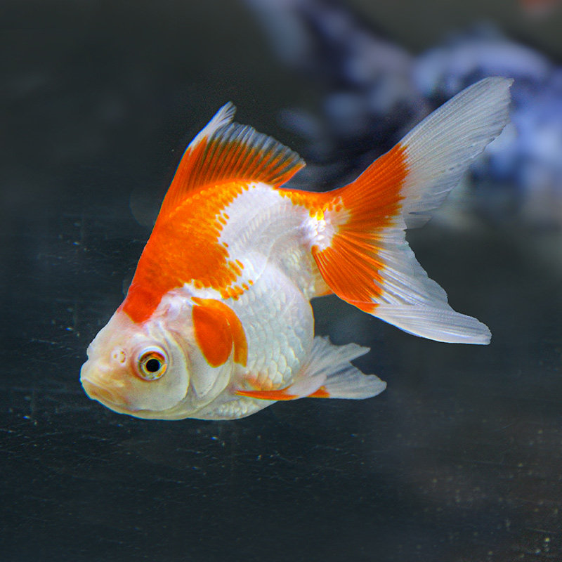 金鱼活体冷水观赏观赏鱼鱼草锦鲤鲤鱼草鱼小金鱼