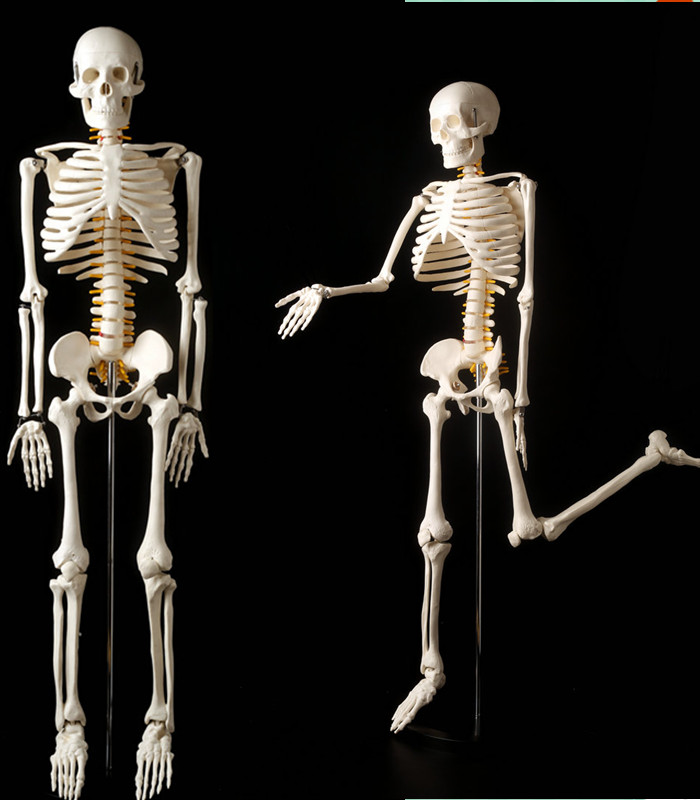 医学全身人体骨骼模型45cm85厘米骨架模型骷髅脊柱模型脊椎