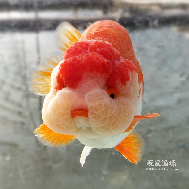 精品红白兰寿金鱼活体 淡水鱼冷水中国粹蓝寿观赏鱼寿星 水族宠物