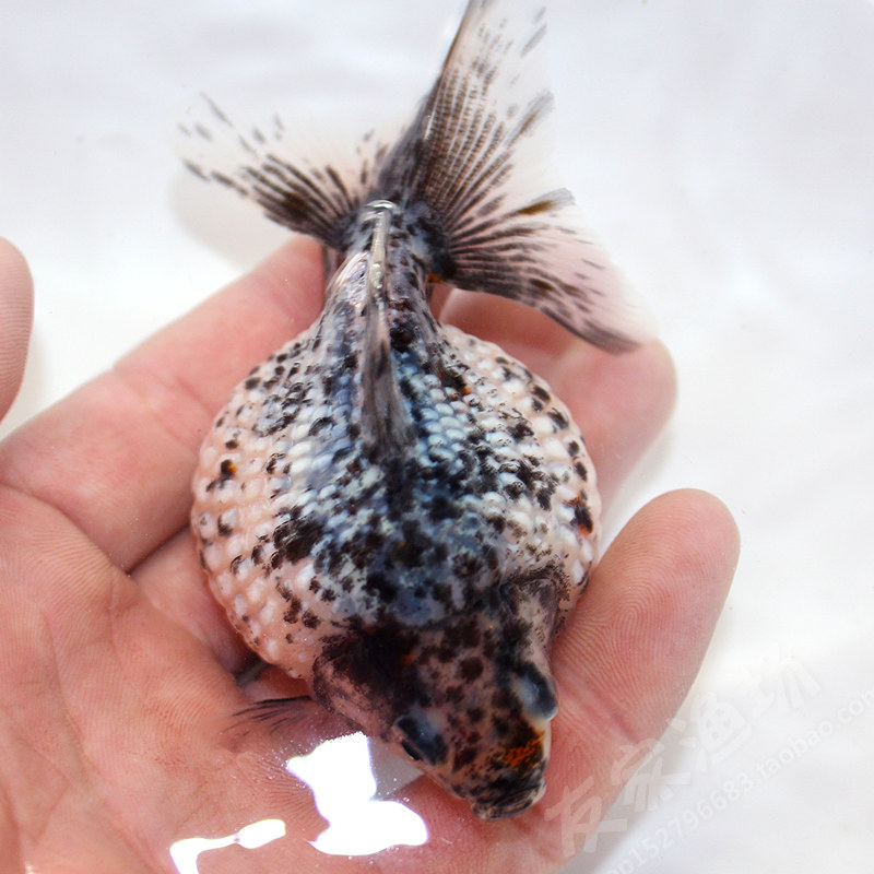 五花珍珠金鱼活体鼠头皮球鱼苗精品国粹观赏鱼鱼