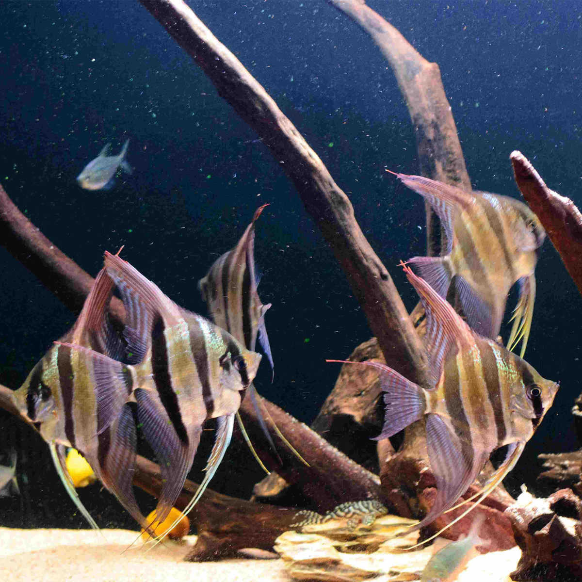 埃及神仙仙鱼f1无需定水易养人工委内瑞拉圣菲鱼