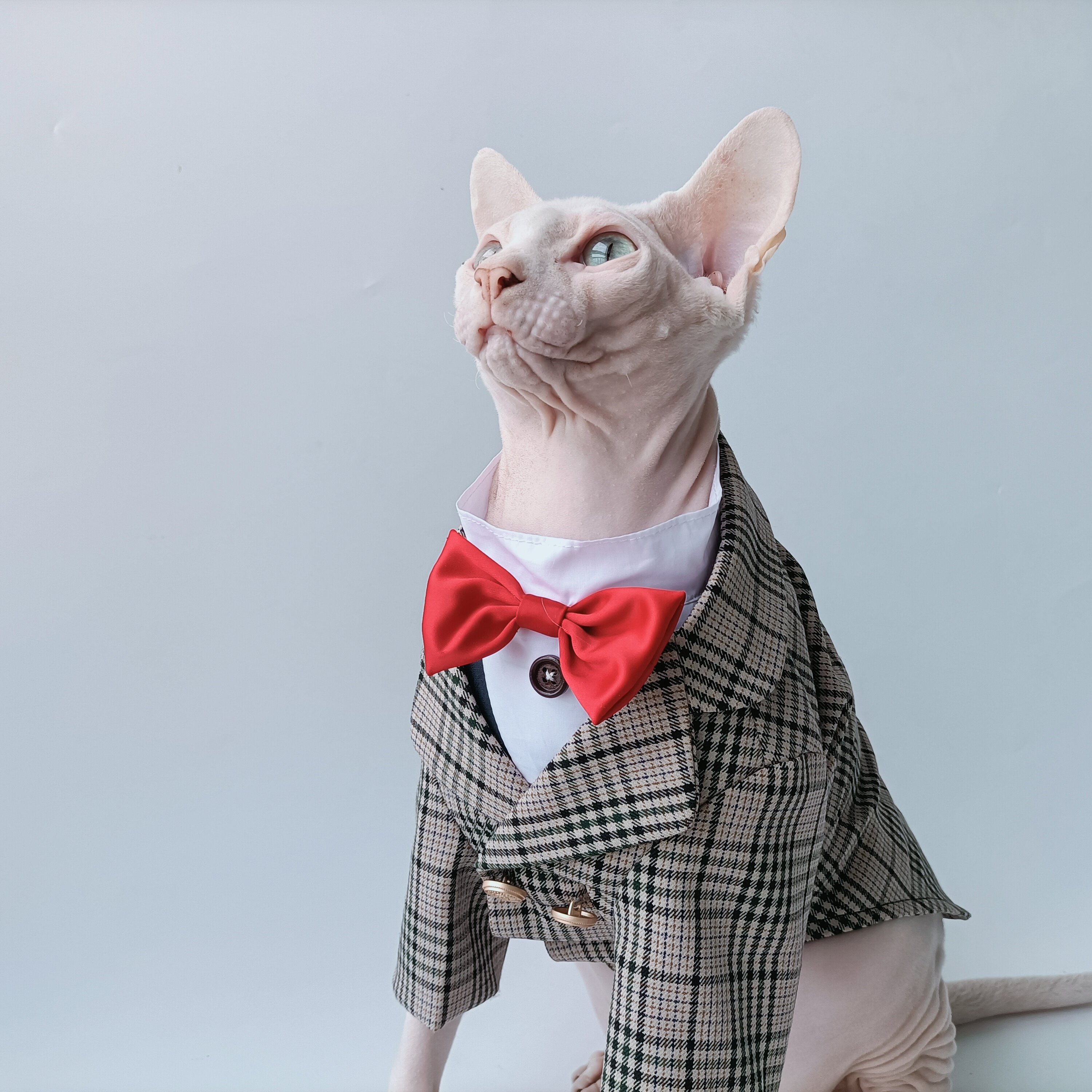 宠物西装纸样猫咪外套绅士衣服图纸西服结婚宠物服装