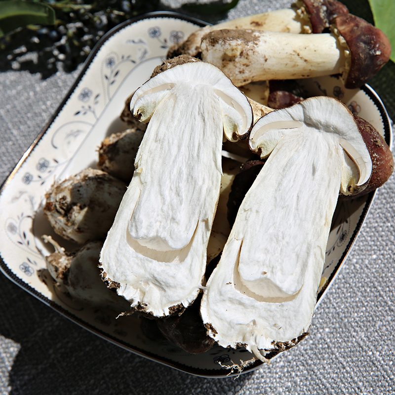 养殖2斤盖菇大球松茸露天生长巴西姬松新鲜新鲜松茸
