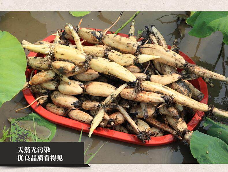 正宗洪泽湖野生红花莲藕嫩藕现挖现发5斤包邮莲藕
