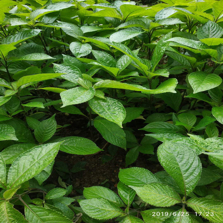 将军马来西亚大叶草带杯化石地毯蛇草黑面毛将军马兰绿植