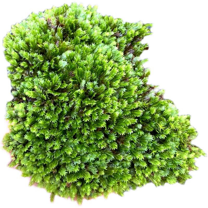 盆栽凤尾藓青苔藓雨林水陆造景铺面假山山石绿植