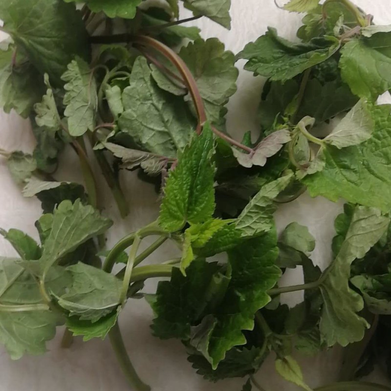 炖鱼东北新鲜芭蒿闯关东铁锅料藿香草2斤包邮其它