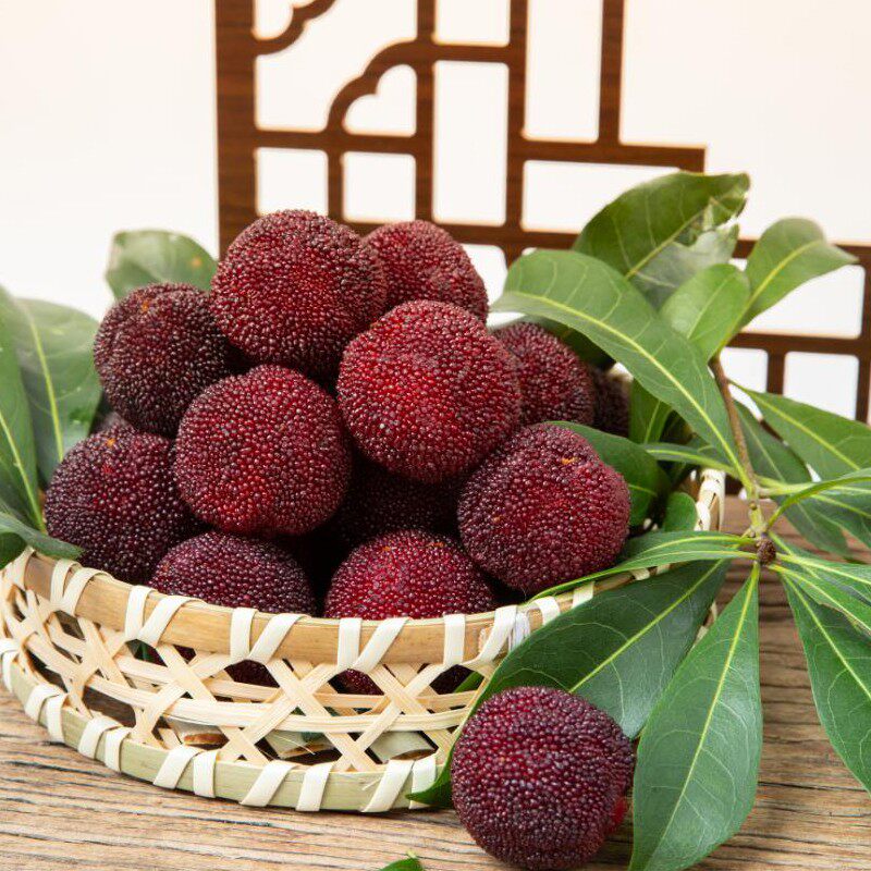 大杨梅新鲜水果现摘现发 云南石屏杨梅东魁杨梅鲜果颗粒装 当季