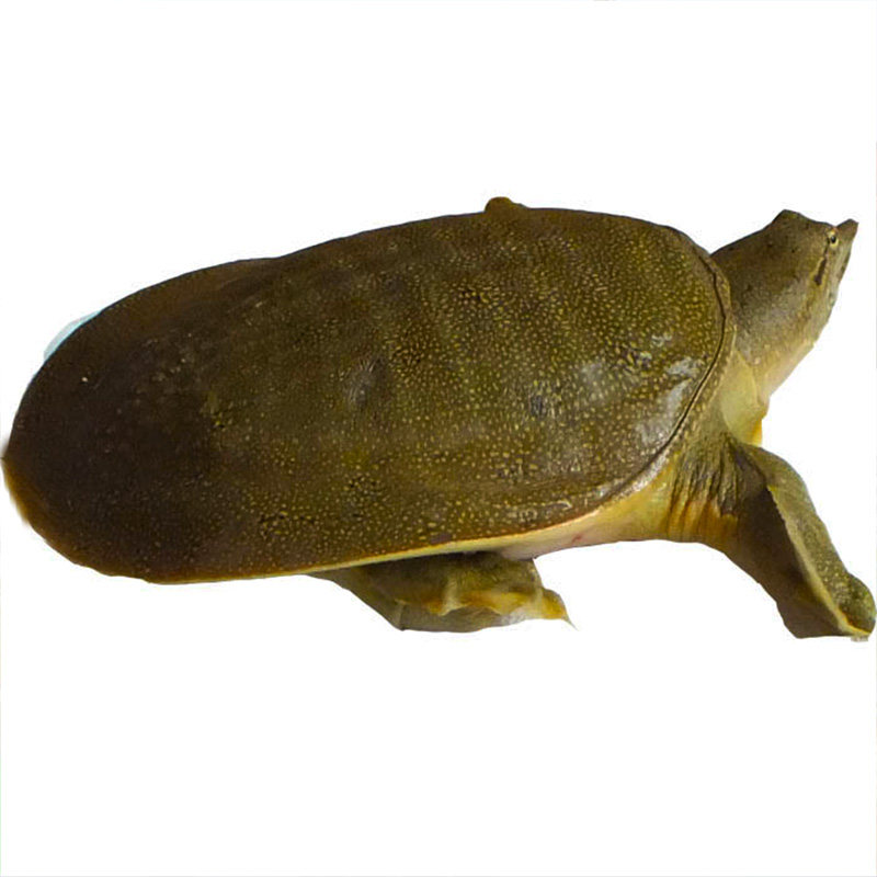 白云湖100克放养小甲鱼苗中华鳖苗龟水鱼团活体甲鱼