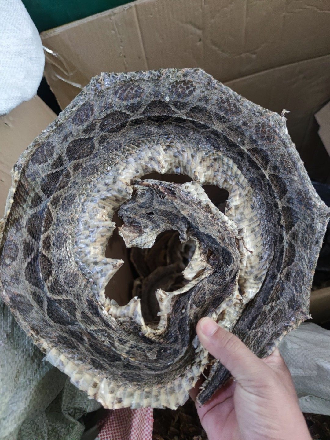 中药材蛇干蝮蛇眼镜蛇包邮130克八步大蕲蛇整条蕲蛇其他药食同源食品