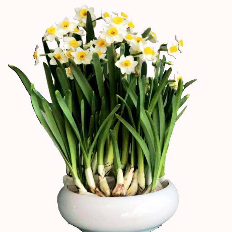 进口水培水仙花种球植物水养桌面洋水仙种球水培花苗花卉绿植盆栽
