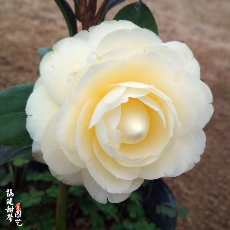 黄达山茶花树苗名贵稀有开纯黄色花好阳台绿植时令草本花卉