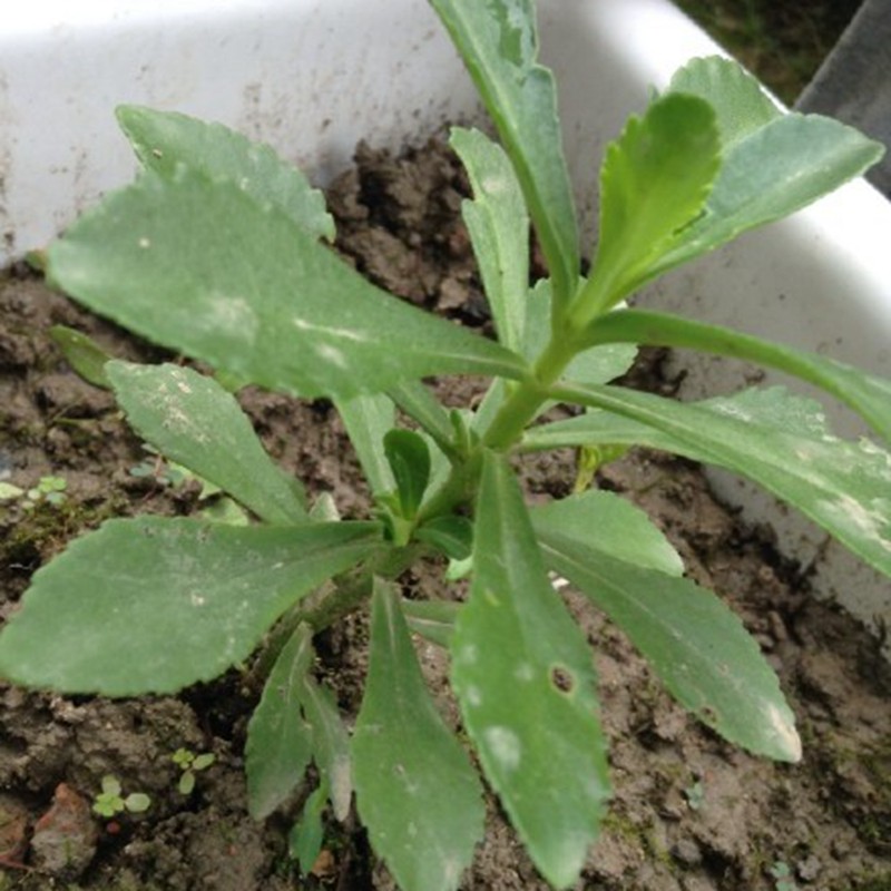 救心菜 带箱170颗 养心菜苗 救心草 景天三七费菜种苗木种 平卧菊