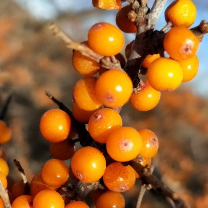 新鲜沙棘果 1000g 山西特产 吕梁山 沙刺果 新鲜 挑选醋柳果
