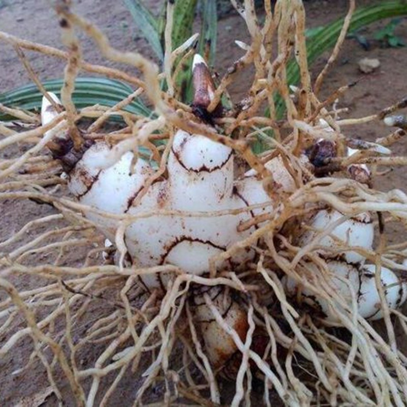 新鲜白及 250g 新鲜 白芨 七子白 三叉白芨 紫花大白芨白鸡