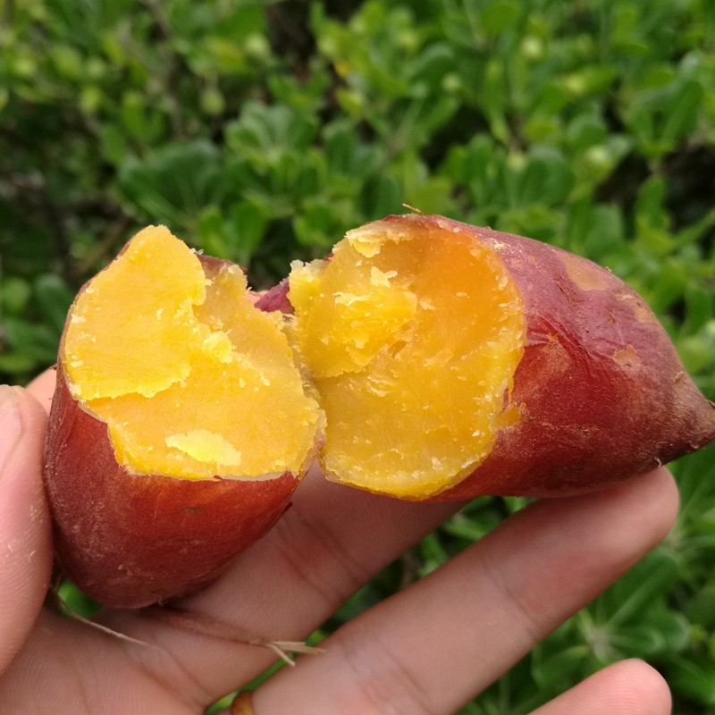 10斤装 小香薯 红薯 临安天目山小番薯 地瓜山芋小蕃薯农产品红暑