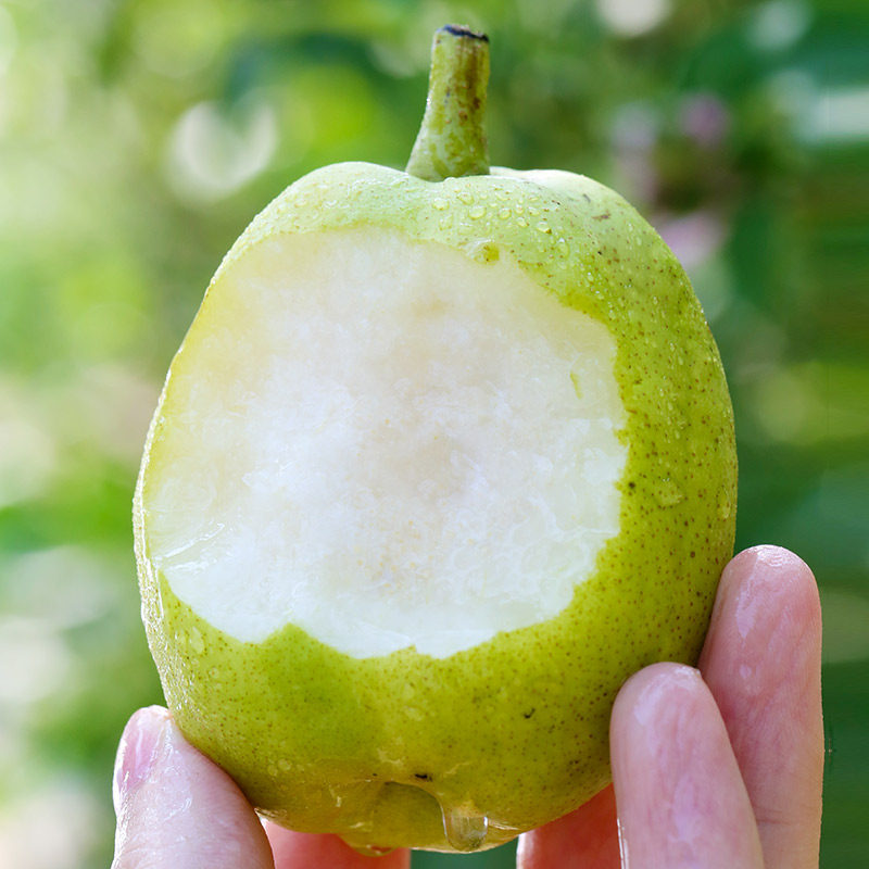 新疆库尔勒香梨新鲜10斤应当当季孕妇水果现摘梨