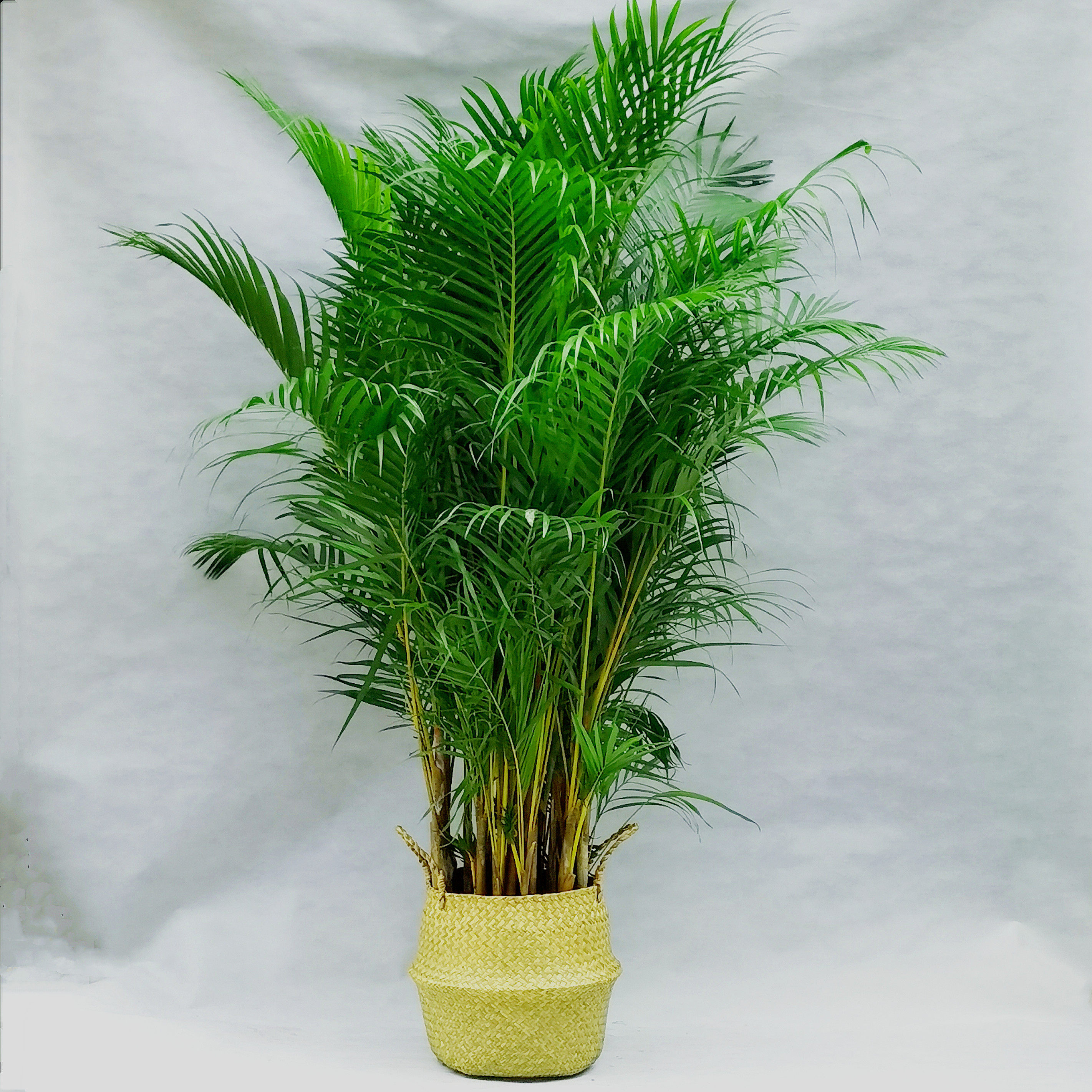 散尾大型室内盆栽绿植凤尾植物办公室客厅净化空气大型绿植