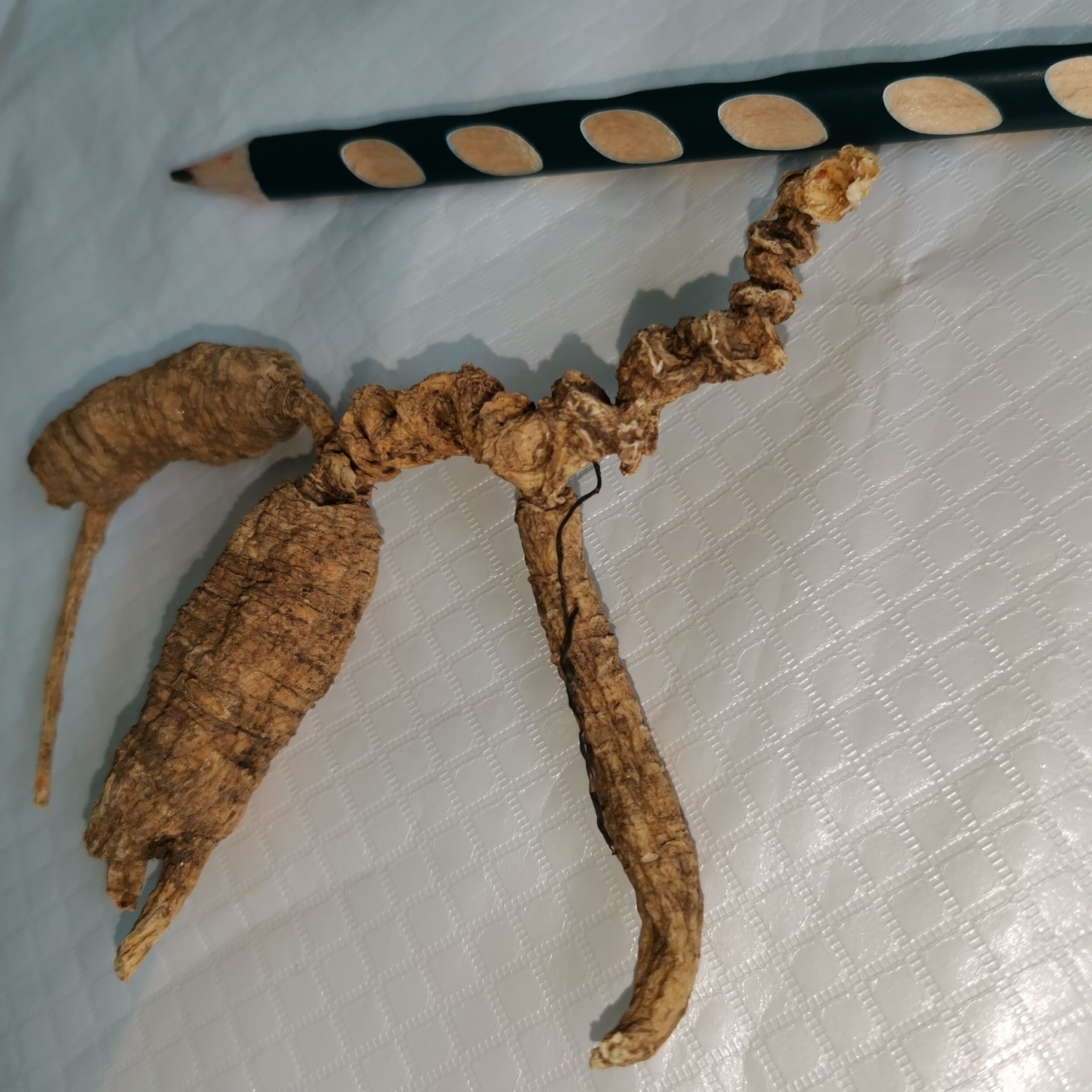 35年参龄纯正美国野生花旗参老西洋山参西洋参整枝老参原尾泡参