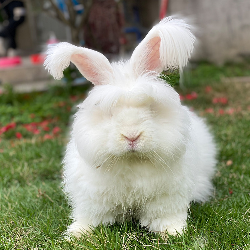 兔子宠物活物网红安哥拉活体长毛兔大型儿童礼物兔