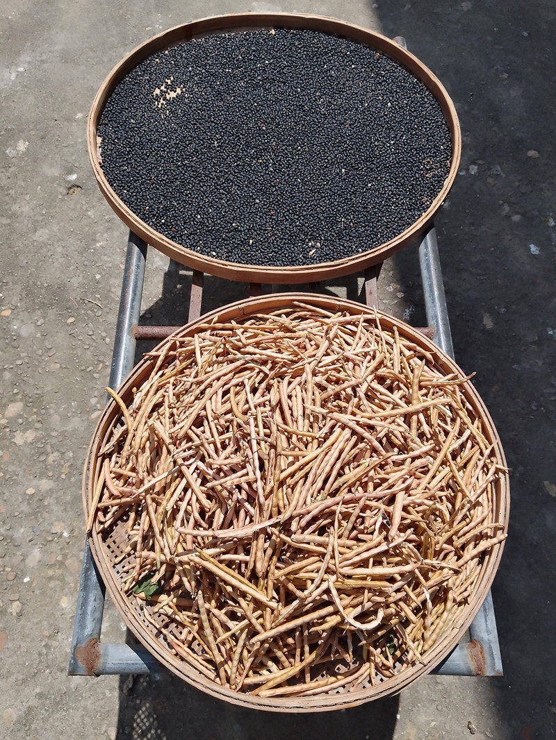 牛角闽南农家小黑豆自然晒干营养粗粮500g福建黑豆