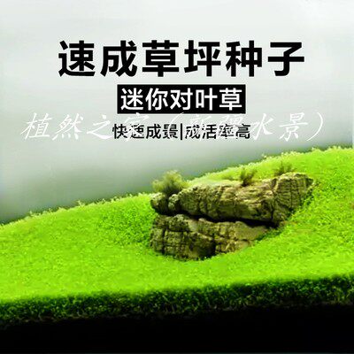 水草种子牛毛草迷你对叶爬地矮珍珠速成草坪鱼缸造景套餐草缸草籽