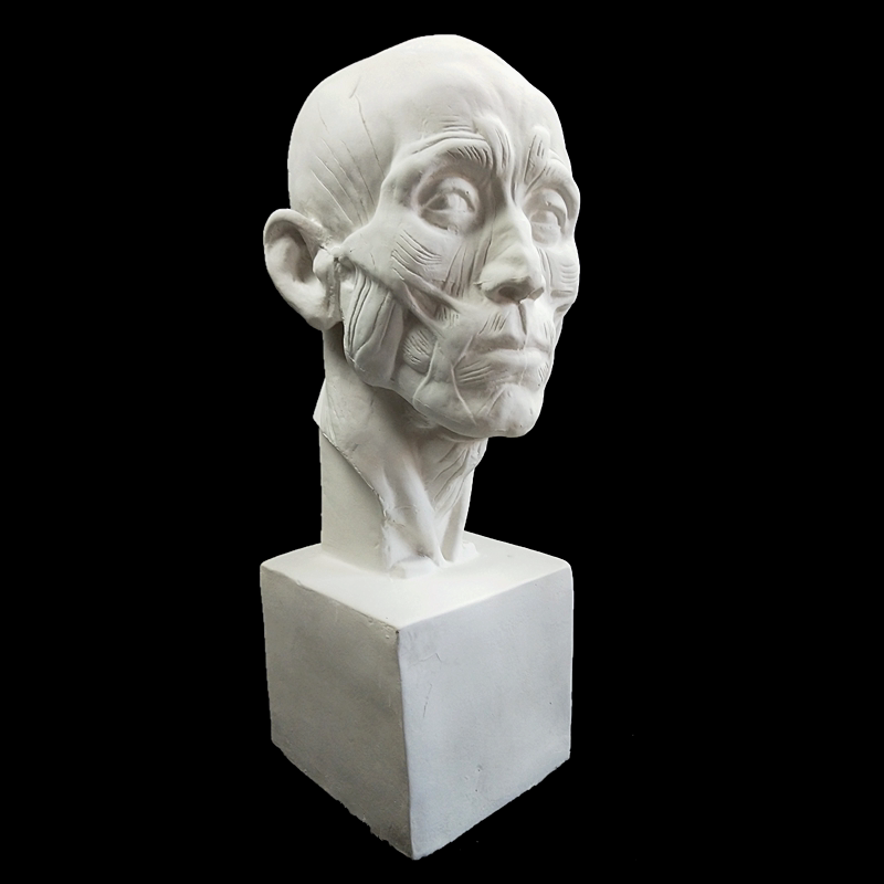 新款肌肉解剖头像石膏像素描静物模型雕像装饰摆件石膏美术教具