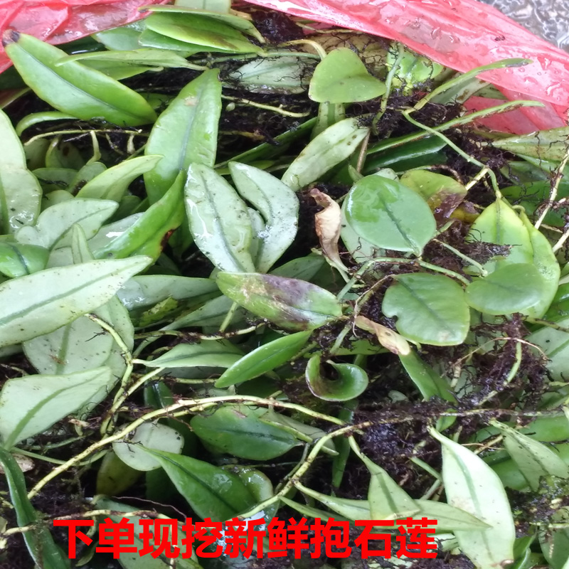 新鲜抱石莲 石瓜子贵州地产野生下单现挖中草药抱石莲500克包邮