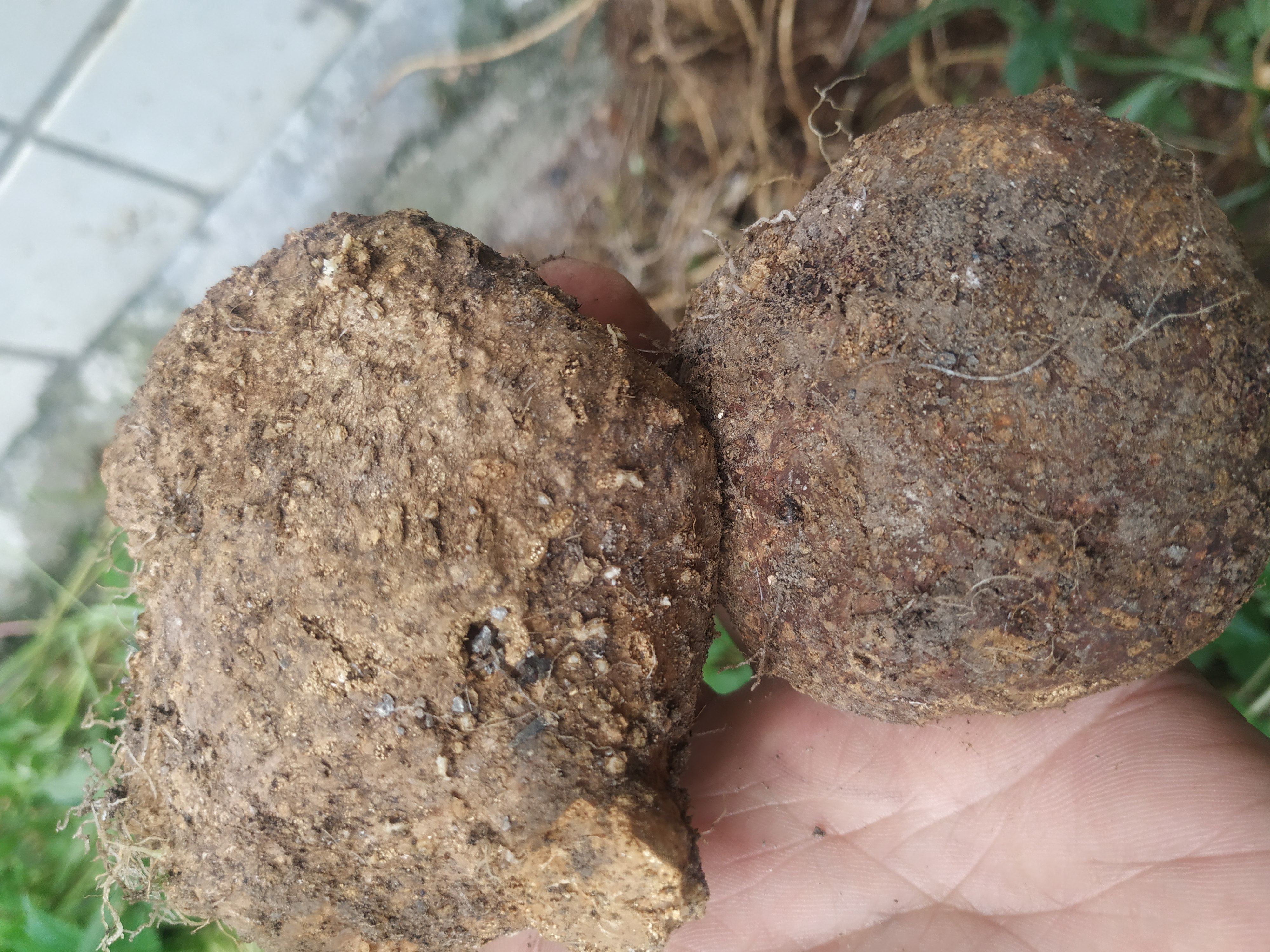 贵州省野生蛇莲中草药雪胆曲莲罗锅底金龟莲金腰莲传统滋补品其他