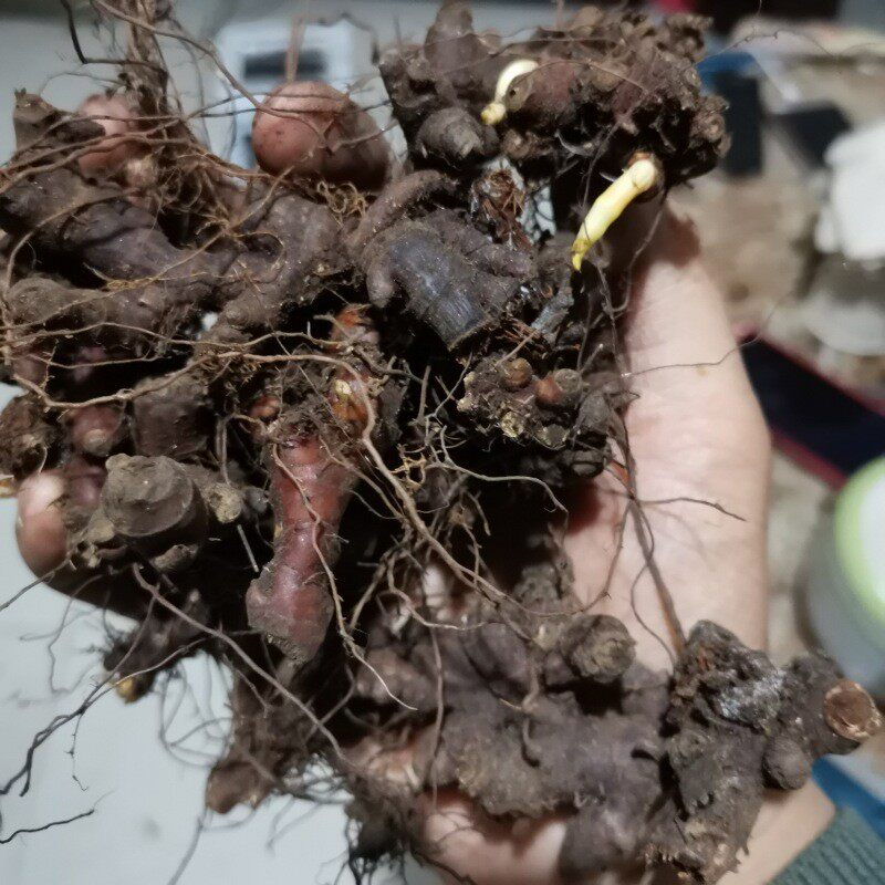 贵州花蝴根500克包邮中草药赤胫新鲜花脸鸡脚拐枣其他药食同源食品