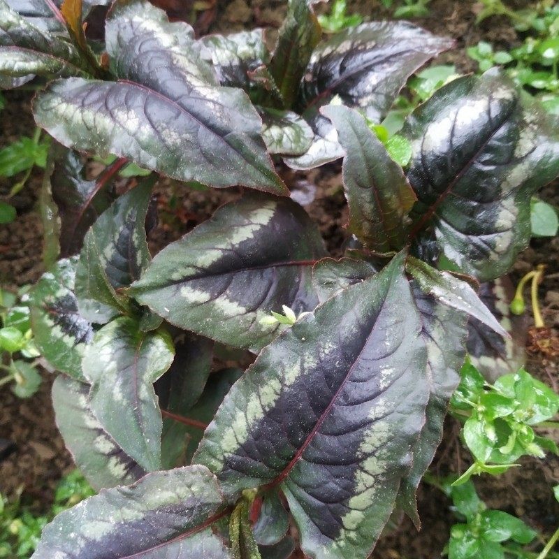 贵州野生蝴蝶500克包邮中草药赤胫新鲜花脸鸡脚其他药食同源食品