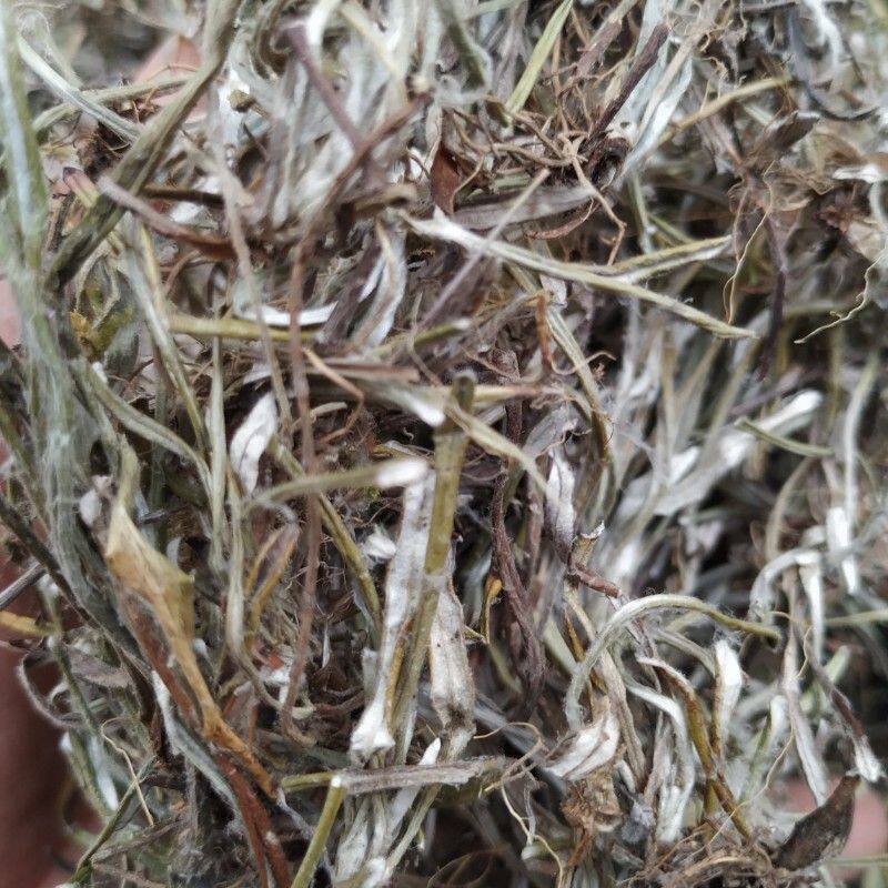 贵州省野生天青地白草250克包邮中草药细叶鼠曲下白其他药食同源食品