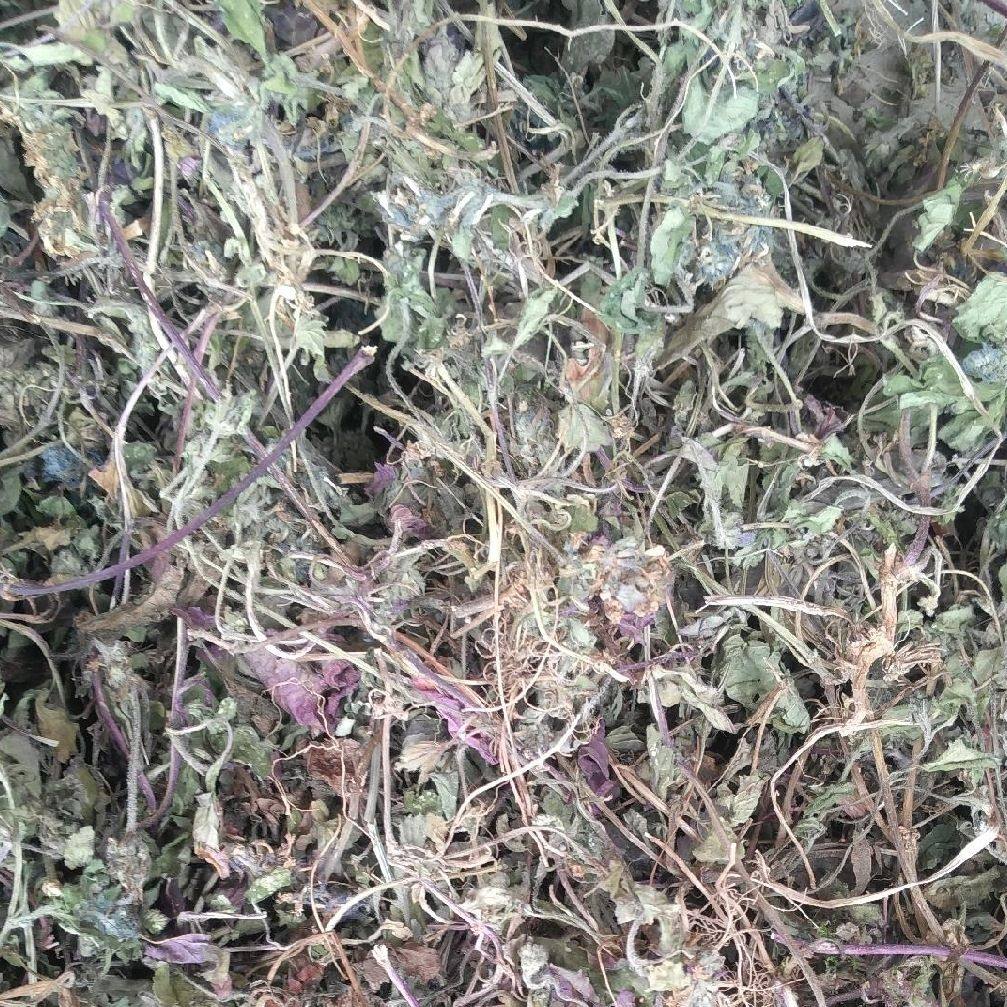 贵州省包邮筋骨血丹草破散血中草药500克野生枯草传统滋补品其他