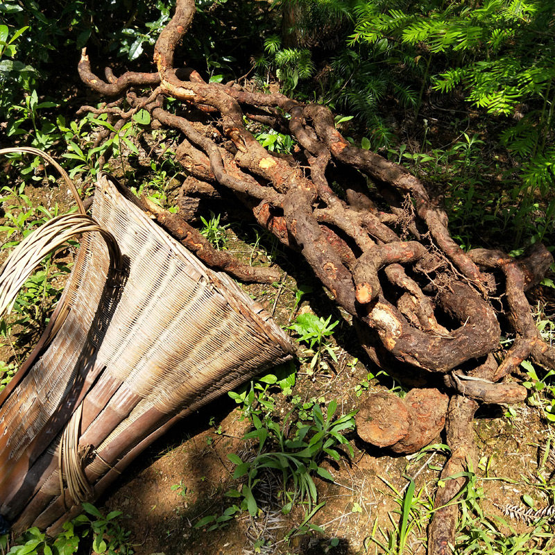 深山野生猕猴桃藤梨根阳桃根雄洋桃根杨桃良心500g其他药食同源食品